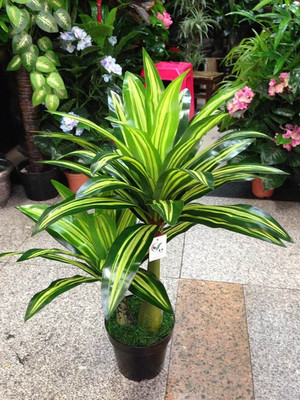 仿真植物批發新風尚 揭秘工廠特價巴西鐵葉假樹的室內裝飾魅力